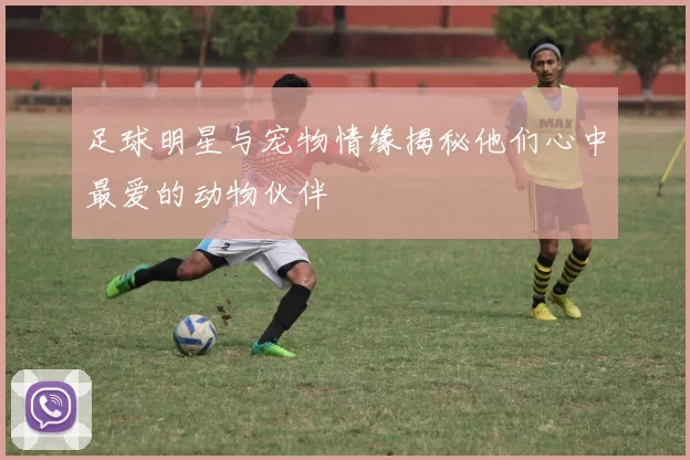 足球明星与宠物情缘揭秘他们心中最爱的动物伙伴